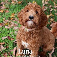 Luna - Double Doodle
