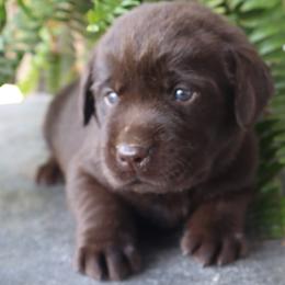 Cove - Chocolate female Labrador Retriever puppy in Camden, Indiana from Camden's Caring Canines