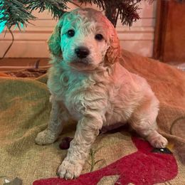 Jonny - Cream male Goldendoodle puppy in Heath, Texas from Doodles Divine