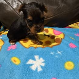 M1 - Black and gold male Yorkshire Terrier puppy in Madera, California from Rosann's Yorkshire Terriers