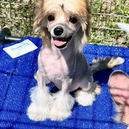 Chinese Crested and Yorkshire Terrier Puppies from FronkLinn Kennel