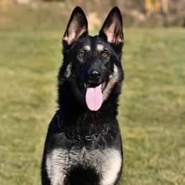 Qissy - German Shepherd