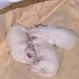 Peach - White female Maltese puppy in Terrell, Texas from PBJ Farms