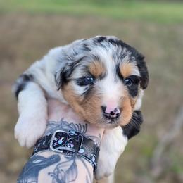 Zebra - Blue merle female Australian Shepherd puppy in London, Kentucky from Kenmont Kennels