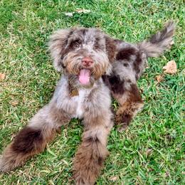 Ralph - Goldendoodle