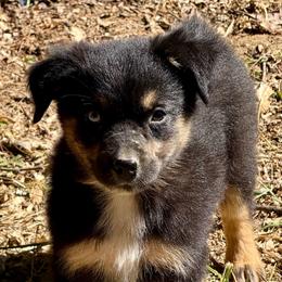 Marvel - Black tri male Miniature Australian Shepherd puppy in Patterson, North Carolina from DreamLine Aussies