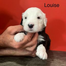 Louise - Gray and white female Old English Sheepdog puppy in Carthage, Illinois from Rainbow Acres Old English Sheepdogs