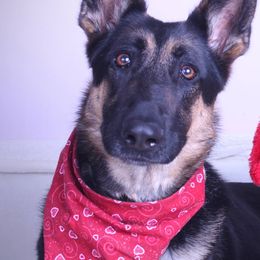 German Shepherds from Thelma Kraut