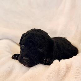 Violet - Black female Labradoodle puppy in Bruceton Mills, West Virginia from Adonai Ra'ah Farms
