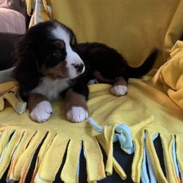 Airedale Terrier, Bernedoodle, and Bernese Mountain Dog Puppies from Beitzel Babies