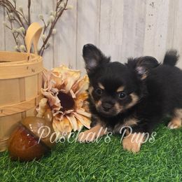 Peanut - Black and tan male Chihuahua puppy in Bowdon, Georgia from Paschal's Pups