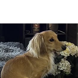 Punky - Dachshund