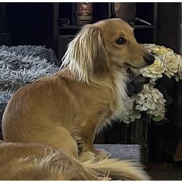 Punky - Dachshund