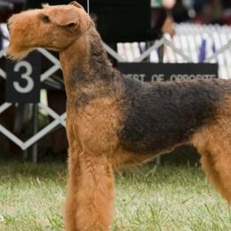 Airedale Terriers from Glenayr Farm