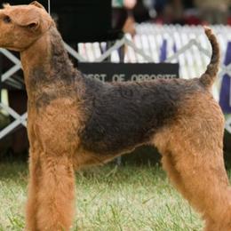 Airedale Terriers from Glenayr Farm