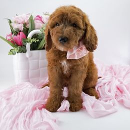 Goldendoodle Puppies from Beloved_doodles_WA