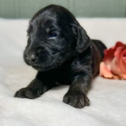 Truffle - Black female Goldendoodle puppy in Osage City, Kansas from Golden Ridge Goldens