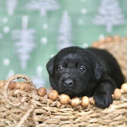 Cupid - Black female Labrador Retriever puppy in Williamston, Sc, South Carolina from Dutton Dog Co & Dalla Grazia Doberman