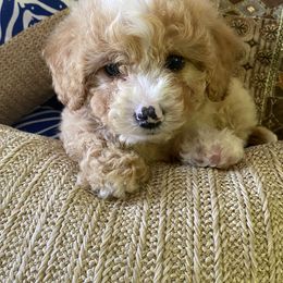 Cavapoo, Maltipoo, and Poodle Puppies from McCraws N Paws