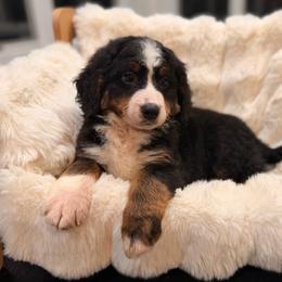 Midway - Tri-color male Bernedoodle puppy in North Royalton, Ohio from Johnson's Doodles