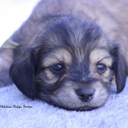 Wishes - Cream female Dachshund puppy in Murray, Kentucky from Shadow Ridge Farms