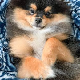 Pomeranian Puppies from JeweledPoms