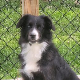 Alaska - Miniature Australian Shepherd