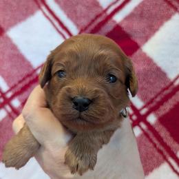 Jo - Red female Cavapoo puppy in Placerville, California from Quartz Mountain Doodles