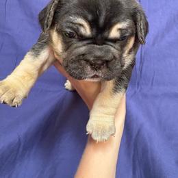 Stella - Black and tan female French Bulldog puppy in Springfield, Missouri from Taylor