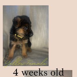 German Shepherd Puppies from MK German Shepherds LLC