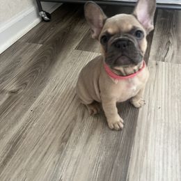 French Bulldog Puppies from DDV French Bulldogs
