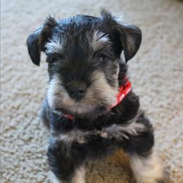 AKC Dallas - Salt and pepper male Miniature Schnauzer puppy in Richardton, North Dakota from Crooked Tree Ranch