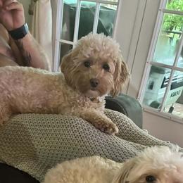 Jewels - Maltipoo