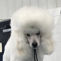 Benny - Poodle