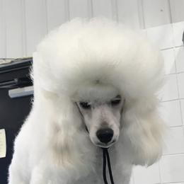 Benny - Poodle