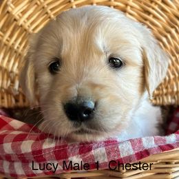 Chester - Golden Retriever puppy in Kuna, Idaho from Golden Kisses Golden Retrievers
