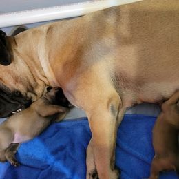 Bullmastiff Puppies from Sunny Beach Bullmastiffs