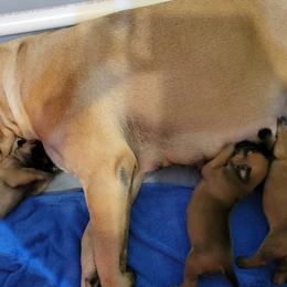 Bullmastiff Puppies from Sunny Beach Bullmastiffs