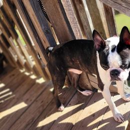 Buster - Boston Terrier