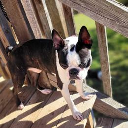 Buster - Boston Terrier