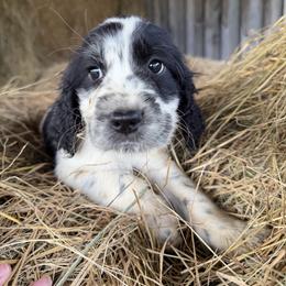 Reggie - Black and white male English Springer Spaniel puppy in Coxs Creek, Kentucky from Bluegrass Bend English Springer Spaniels