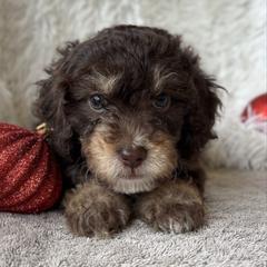 Rocky - male Australian Mountain Doodle puppy in Bristow, Oklahoma from 10-Acre Woods Cockapoos