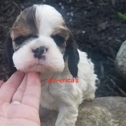 Cocker Spaniel Puppies from Am-Erica's