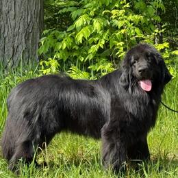 Boris OFA - Black male Newfoundland puppy in Falmouth, Michigan from Dyer Lake Newfoundland’s