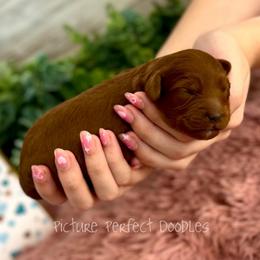 Blue Collar - Red male Cavapoo puppy in St George, Utah from Picture Perfect Doodles