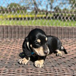 Hank - Black and cream male Dachshund puppy in Stilwell, Oklahoma from Mountain Top Dachshunds