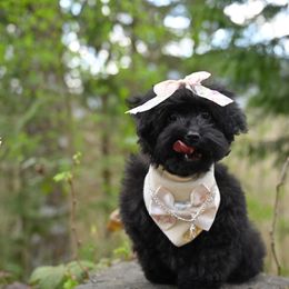 Cavapoo, Cockapoo, and Poodle Puppies from Heavenly Puppies to Love