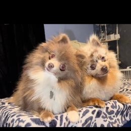 Joy - Pomeranian