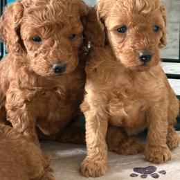 Female 5 - Red  female Poodle puppy in Bettendorf, Iowa from Red Door Poodles