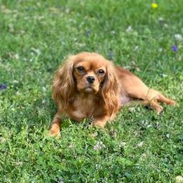 Sarah - Cavalier King Charles Spaniel